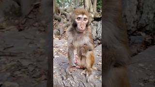 Tragic Scene Feeding a Severely Injured Baby Monkey in Desperate Need Rescue AnimalCare Wildlife [upl. by Ailemor]