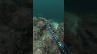 Spearfishing Atlantic pollock molde norway [upl. by Macnair]