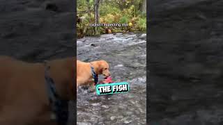 This Dog Caught a Fish While His Owner Was Searching For Gold 😳 shorts [upl. by Elgna426]