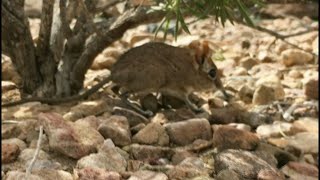 Longlost Somali elephant shrew found in Horn of Africa  AFP [upl. by Kersten]