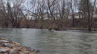 Lackawanna River Update 26 January 2024 lackawannariver [upl. by Esbensen]