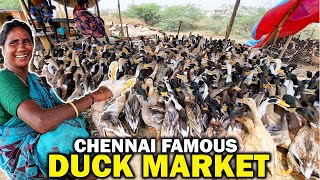 Duck Market of Chennai  Chembarambakkam Duck Farm Near Kundrathur  Duck Meat [upl. by Creedon812]