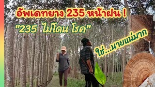 พาชมยาง235 ช่วงฝนตกปลายเดือน ธค65 ไปดูใบว่าร่วงแค่ไหนควันหลงเหตุการณ์ [upl. by Yunfei476]