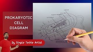 How to Draw Prokaryotic Cell  Prokaryotic Cell Diagram  Drawing Prokaryotic Cell [upl. by Enilrek]