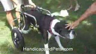 Paralyzed Dog  1st steps in HandicappedPetscom Wheelchair [upl. by Aniv489]