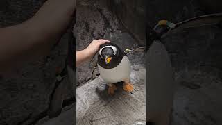 I found my happy place Petting Shadow the Penguin seaworldorlando [upl. by Ahseet]