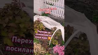 ПІДПИШИСЬ SUBSCRIBE Догляд за гортензією взимку Hydrangea winter care hydrangeafloweryoutubevideo [upl. by Karia807]