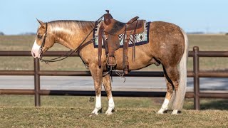 Sundance 2018 AQHA Palomino Gelding  Offered April 20th in Aplington Iowa Online amp Phone Available [upl. by Gnut362]