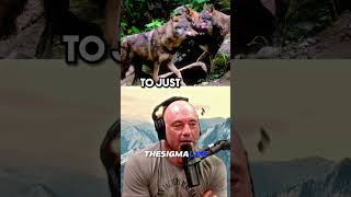 Why WOLF PACKS Are ATTACKING Villages in Russia  JRE jre joerogan animalshorts [upl. by Nahej277]