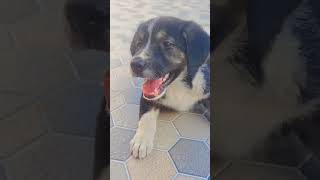 Beautiful dogdoglover shortsvideo [upl. by Margaux]