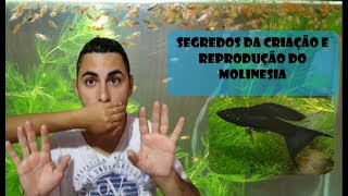 Como criar e Reproduzir o Peixe Molinesia 🐟➕🐟 [upl. by Lindholm]