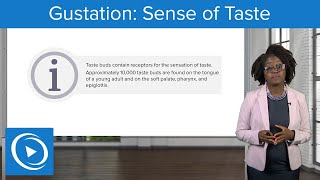 Gustation Sense of Taste – Physiology  Lecturio Nursing [upl. by Haswell112]