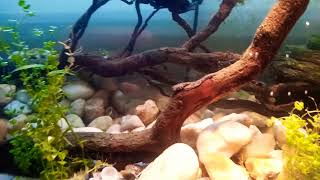 Baby Spiny Softshell turtle aquarium setup [upl. by Randy]