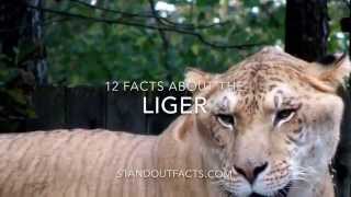 Liger facts 12 Facts about the Liger [upl. by Ehcadroj465]