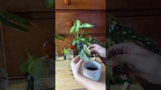 potting up my propagated polka dot plant 😁 plants gardening plantlover [upl. by Fran]