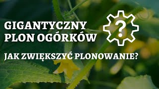 Sukces w plonowaniu  Jak zwiększyć plon ogórka szklarniowego [upl. by Mychael]