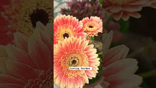 Beautiful Gerbera Flower 🌺🌺lovinggarden gardeningvideos viralvideo shortvideo indoorplantsname [upl. by Tamqrah337]