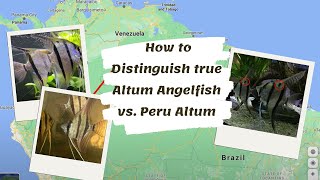 How to Distinguish true Altum Angelfish vs Peru Altum [upl. by Devehcoy997]