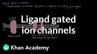 Ligand Gated Ion Channels  Nervous system physiology  NCLEXRN  Khan Academy [upl. by Atter473]