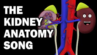 KIDNEY ANATOMY SONG [upl. by Weber101]