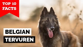 Belgian Tervuren  Top 10 Facts [upl. by Emsmus769]