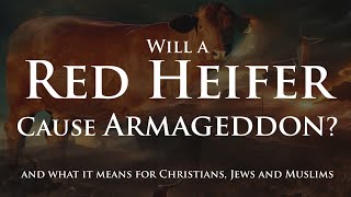 Will a Red Heifer Cause Armageddon [upl. by Jacklin]