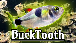 Bucktooth Tetra  Exodons Paradoxus Care Guide [upl. by Bound]