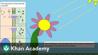 Plant Growth Promoters  Plant Growth and Development  Biology  Khan Academy [upl. by Nuj]