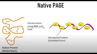 Native PAGE  Polyacrylamide gel electrophoresis II Protein Electrophoresis [upl. by Noseaj]