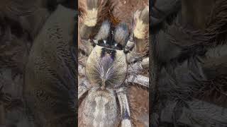 Poecilotheria Formosa tarantula تارانتولا [upl. by Ailedamla]