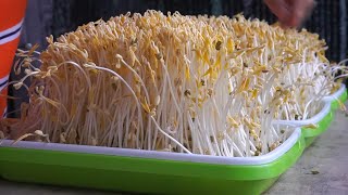 No watering needed – Growing Bean Sprouts So Easily  White and Plump  Top DIY Garden [upl. by Nay]