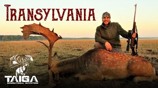 MassRut Monster Fallow Deer Hunt in Romania [upl. by Ecirtal]