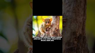 FAKTA TARSIUS [upl. by Eileen907]