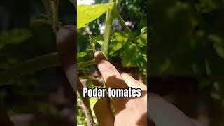 ¿Cómo podar tomates rápidamente 🍅 huertoencasa tomateros tomate [upl. by Einnus971]