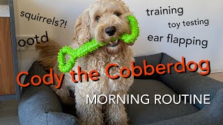 Cody the Cobberdog  MORNING ROUTINE [upl. by Rame856]