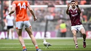 Croke Park seagull recuperating after pitch invasion [upl. by Emad604]