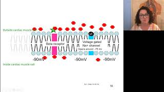 BIO 272 Heart rate and contractility regulation [upl. by Batsheva380]