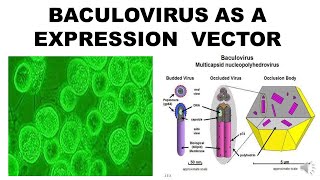 BACULOVIRUS EXPRESSION SYSTEM [upl. by Sakiv]