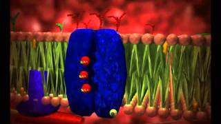 Animação funcionamento da celula biologia celular [upl. by Salzhauer]