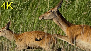 Hirschbrunft 2024 Kahlwild u Beifang  Red Deer Rutting 2024 Females and Bycatch [upl. by Cave]