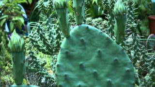 Opuntia humifusa Timelapse [upl. by Hoskinson]