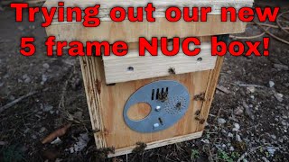 🔵High mite load hive follow up and switch to new 5 frame nuc [upl. by Awhsoj]