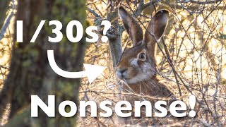 Naturfotografie am Steinbruch Hase Rehe amp Fuchs auf Jagd [upl. by Bang]