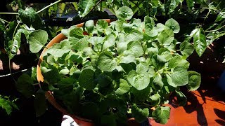 Growing Cantaloupe from Seeds Days 1216 [upl. by Durwyn22]