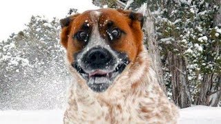 Essayez de regarder sans rire Ce chiens drôles de neige Fails [upl. by Rives5]