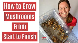 How to Grow Mushrooms from Start to Finish in a Monotub [upl. by Hengel]