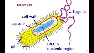 Mikrobiologjia 2  5 Pyetjet me te shpeshta ne Portali  Licensa Infermieri [upl. by Marcelline]