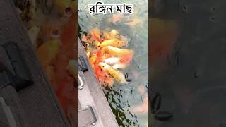 Color fish। রঙ্গিন মাছ । কালারফুল মাছ। [upl. by Aw]