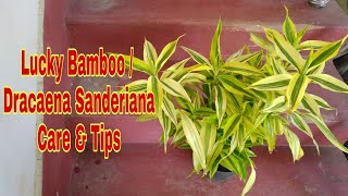 Lucky Bamboo Plant Dracaena Sanderiana  Care amp Tips by Garden Gyan [upl. by Stoneman]