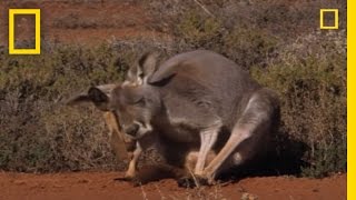 Kangaroo Birth  National Geographic [upl. by Ioves405]